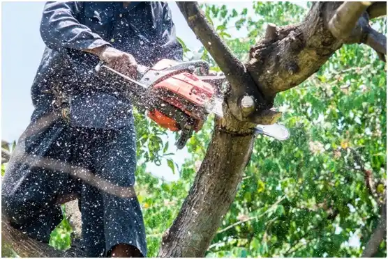 tree services Wanblee